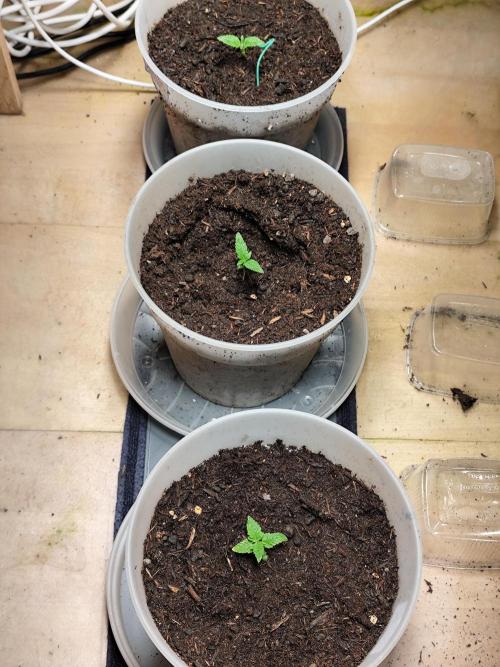Greenhouse Summer Outdoor Grow 2026. Week 2 - Tag 16