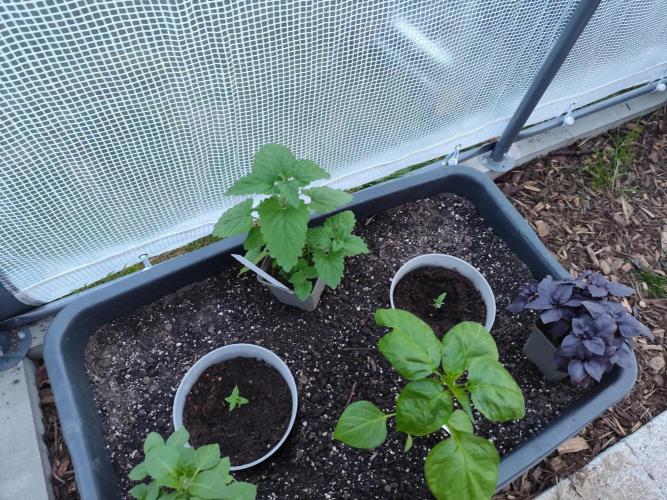 Greenhouse Summer Outdoor Grow 2026. Week 2