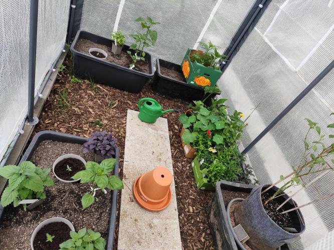Greenhouse Summer Outdoor Grow 2026. Week 2