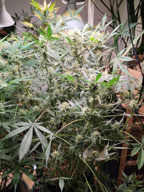 Forbidden Runtz double XL Auto Grower's. Week 10 - Tag 74