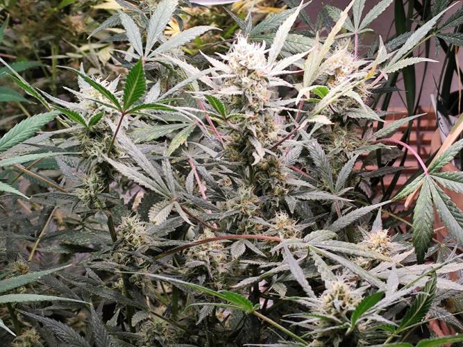 Forbidden Runtz double XL Auto Grower's. Week 10