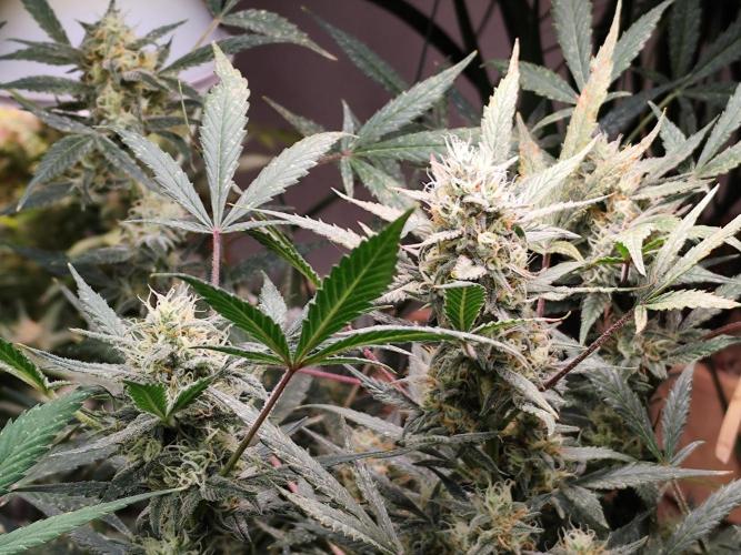 Forbidden Runtz double XL Auto Grower's. Week 10
