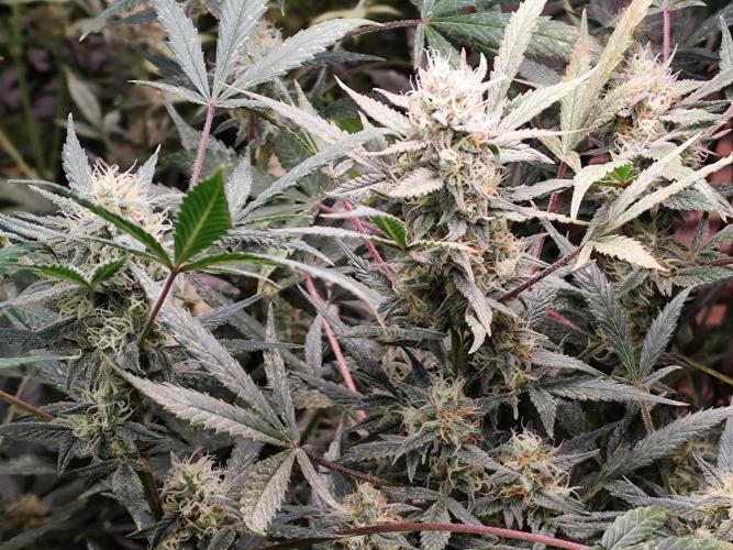 Forbidden Runtz double XL Auto Grower's. Week 10