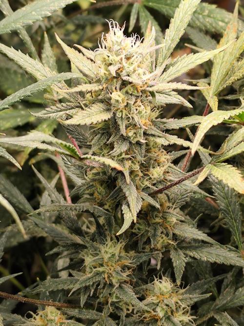 Forbidden Runtz double XL Auto Grower's. Week 10