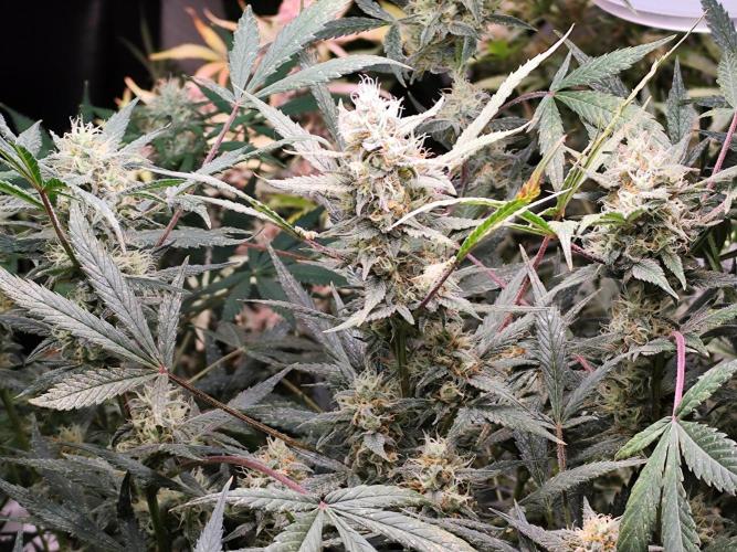 Forbidden Runtz double XL Auto Grower's. Week 10