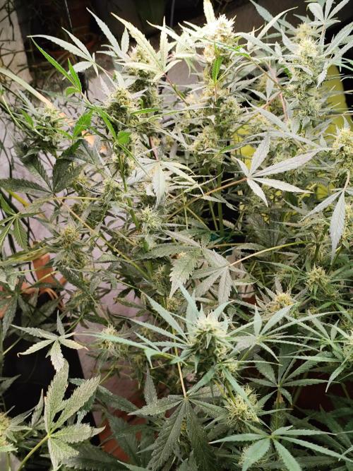 Forbidden Runtz double XL Auto Grower's. Week 10