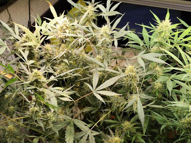 Forbidden Runtz double XL Auto Grower's. Week 10