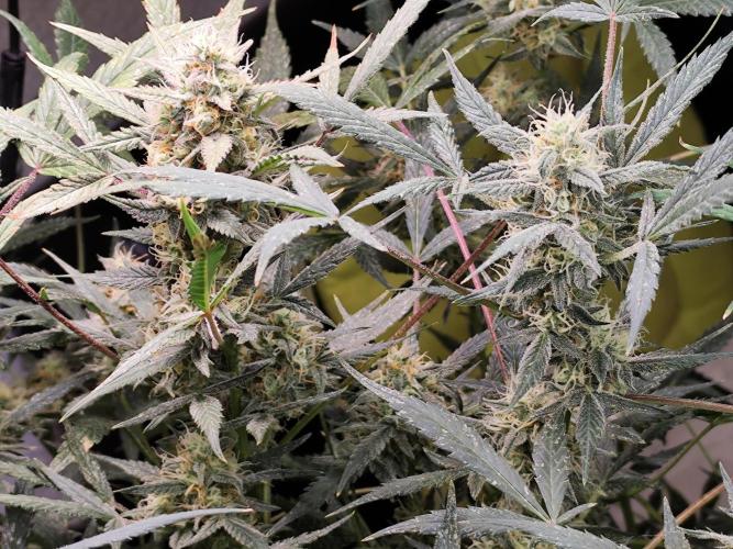 Forbidden Runtz double XL Auto Grower's. Week 10