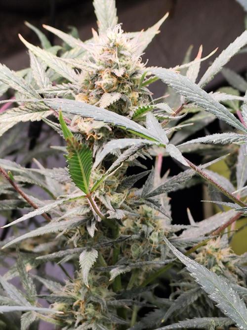 Forbidden Runtz Double XL Auto. Week 10