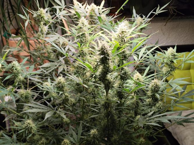 Orange Sherbet Auto von 2Fast4Buds. Week 10 - Tag 74