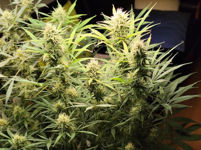 Orange Sherbet Auto von 2Fast4Buds. Week 10