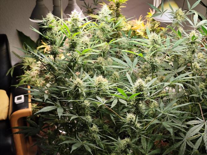 Orange Sherbet Auto von 2Fast4Buds. Week 10
