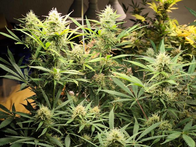 Orange Sherbet Auto von 2Fast4Buds. Week 10