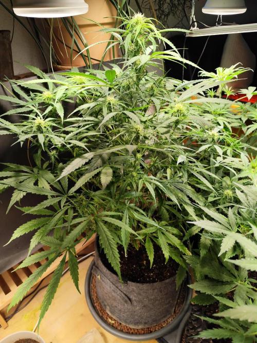 Auto Jack  von Paradise Seeds. Week 10 - Tag 71
