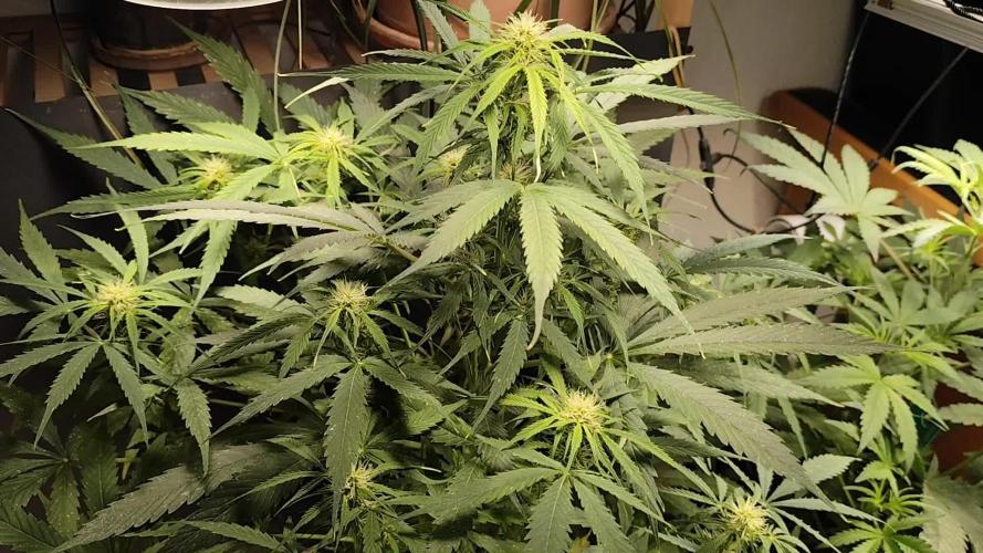 Auto Jack  von Paradise Seeds