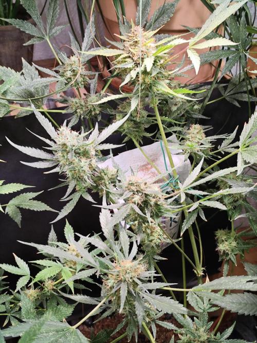 Frostbanger Auto F3 von 2Fast4Buds. Week 10 - Tag 74