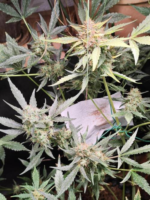 Frostbanger Auto F3 von 2Fast4Buds. Week 10