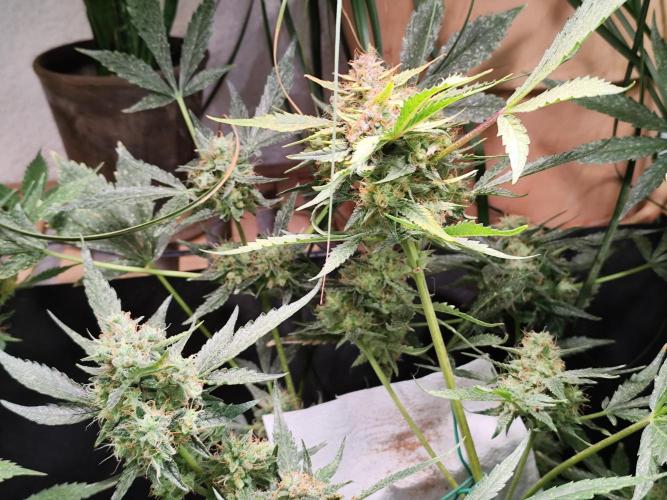 Frostbanger Auto F3 von 2Fast4Buds. Week 10