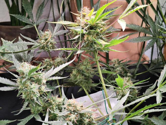 Frostbanger Auto F3 von 2Fast4Buds. Week 10