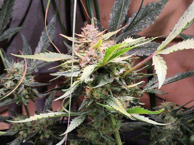 Frostbanger Auto F3 von 2Fast4Buds. Week 10