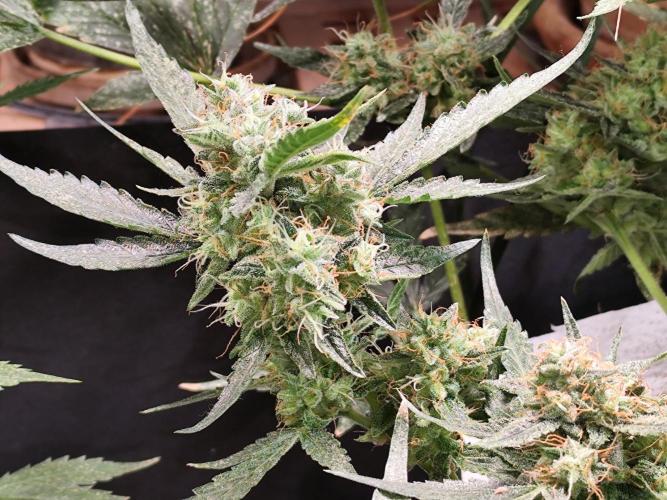 Frostbanger Auto F3 von 2Fast4Buds. Week 10