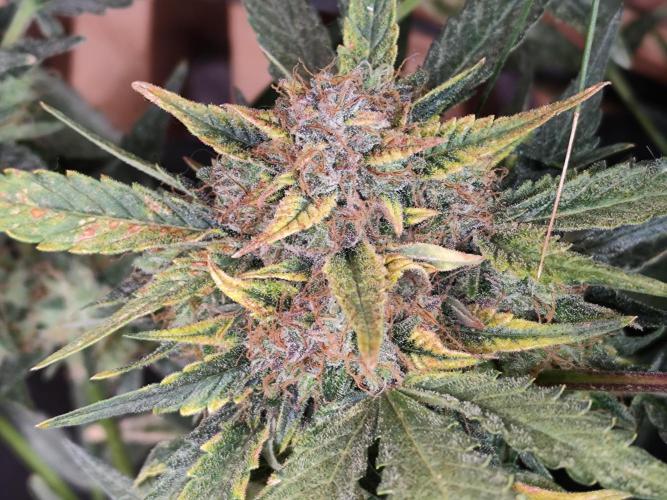 Frostbanger Auto F3 von 2Fast4Buds. Week 10