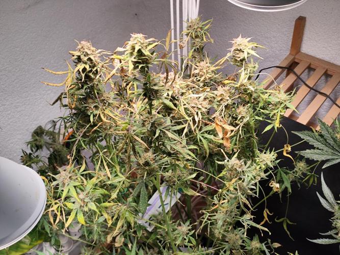 Cafe Racer Autoflower von Blimburn Seeds. Week 15 - Tag 107