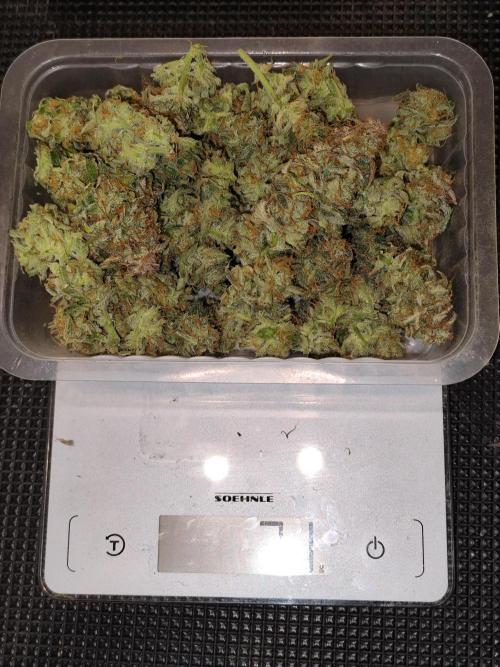 Cafe Racer Autoflower von Blimburn Seeds. Week 15