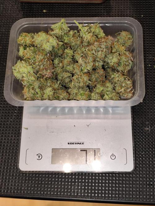 Cafe Racer Autoflower von Blimburn Seeds. Week 15