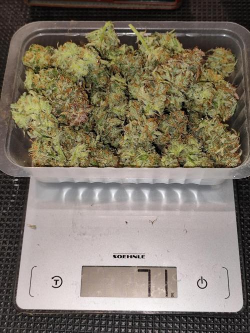 Cafe Racer Autoflower von Blimburn Seeds. Week 15