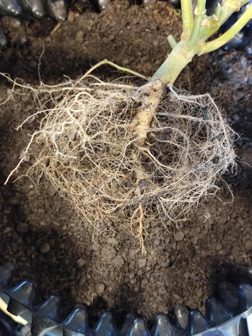 Bio Hanferde. Week 15