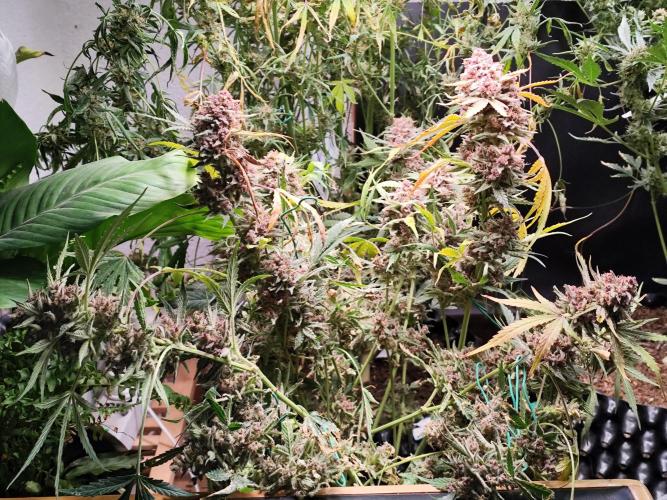 Gorilla Cookies Auto von 2Fast4Buds. Week 15 - Tag 107