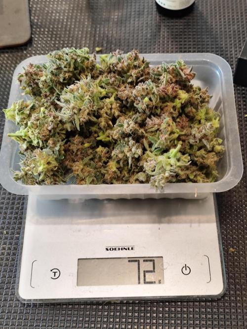 Gorilla Cookies Auto von 2Fast4Buds. Week 15