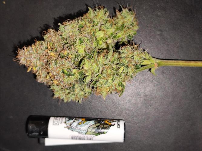 Gorilla Cookies Auto von 2Fast4Buds. Week 15 - Hauptkola