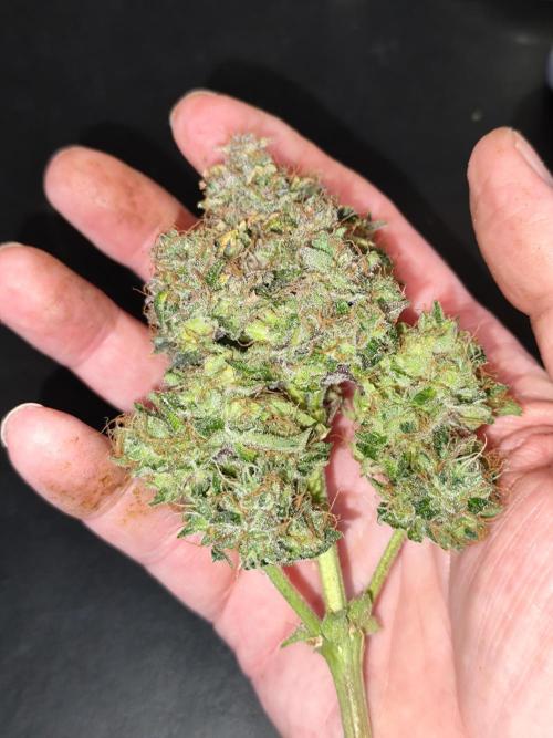 Gorilla Cookies Auto von 2Fast4Buds. Week 15