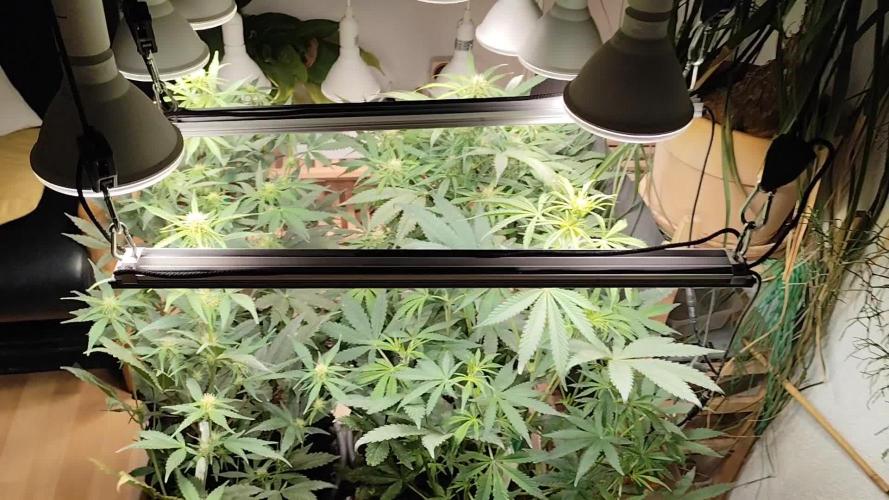 Greenhouse Summer Outdoor Grow 2026