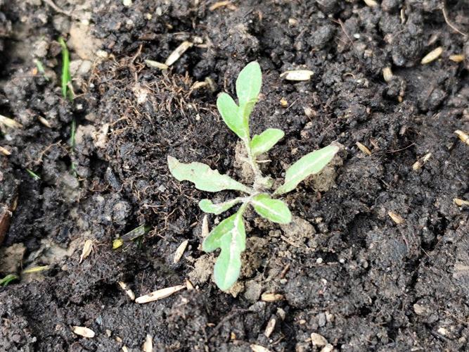 Greenhouse Summer Outdoor Grow 2026. Week 3 - Achtung! Monstertomate!