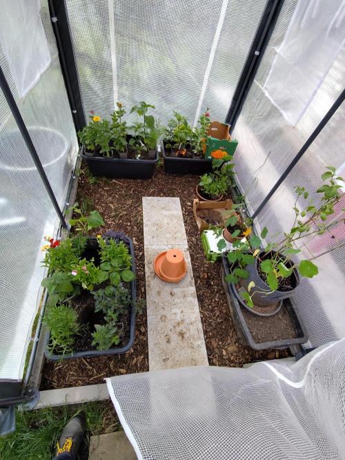Greenhouse Summer Outdoor Grow 2026. Week 3