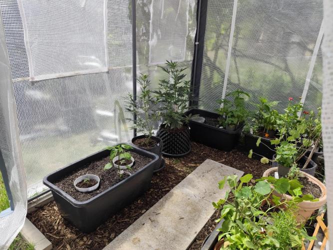 Greenhouse Summer Outdoor Grow 2026. Week 3 - Tag 25 Ab jetzt sind alle draussen