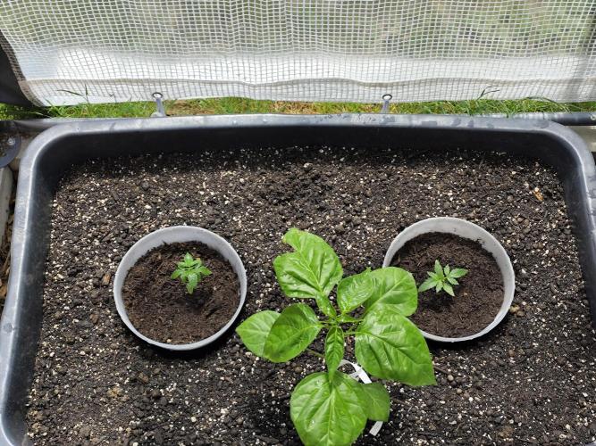 Greenhouse Summer Outdoor Grow 2026. Week 3