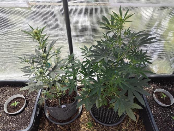 Greenhouse Summer Outdoor Grow 2026. Week 3