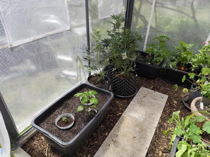 Greenhouse Summer Outdoor Grow 2026. Week 3