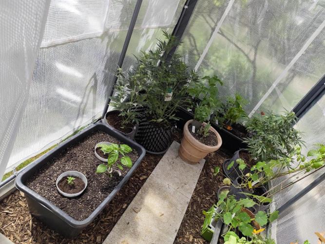Greenhouse Summer Outdoor Grow 2026. Week 3