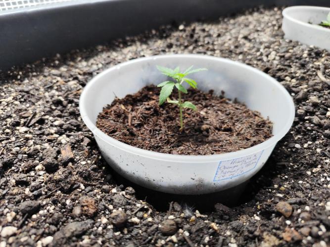Greenhouse Summer Outdoor Grow 2026. Week 3 - Mimosa x Orange Punch