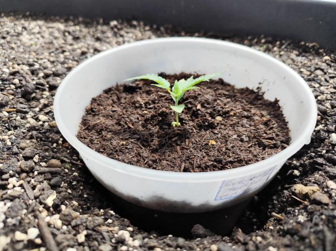 Greenhouse Summer Outdoor Grow 2026. Week 3 - Purple Lemonade