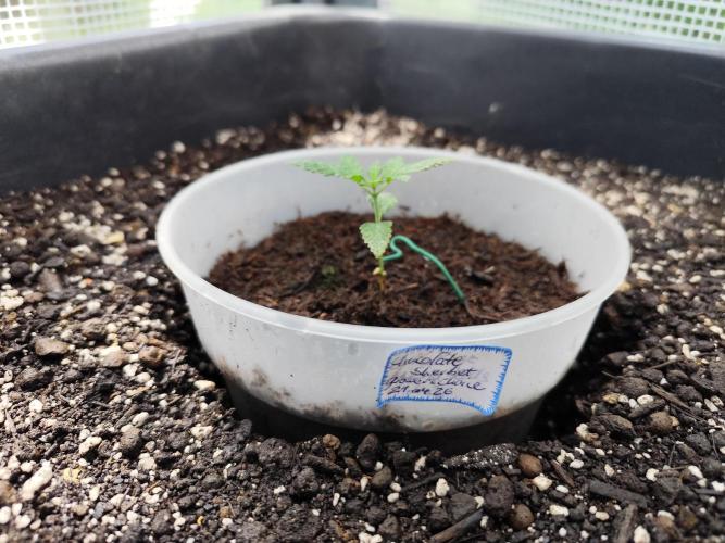 Greenhouse Summer Outdoor Grow 2026. Week 3 - Chocolate Sherbet