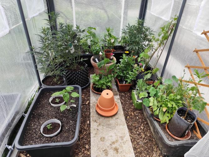 Greenhouse Summer Outdoor Grow 2026. Week 3