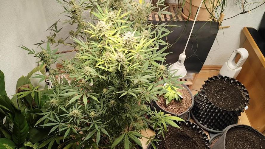 Orange Sherbet Auto von 2Fast4Buds