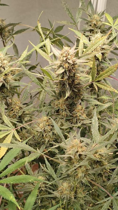 Forbidden Runtz double XL Auto Grower's