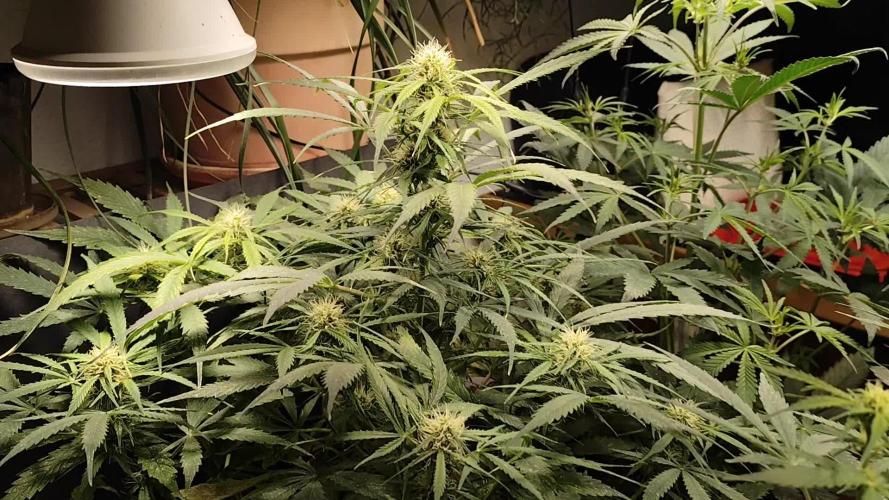 Auto Jack  von Paradise Seeds